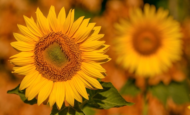 Fiore di girasole nel fuoco selettivo del primo piano del campo