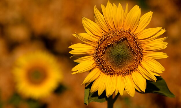 Fiore di girasole nel fuoco selettivo del primo piano del campo