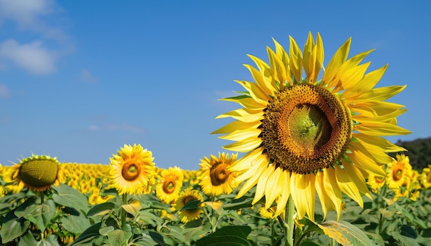 Fiore di girasole nel giardino con spazio di copia