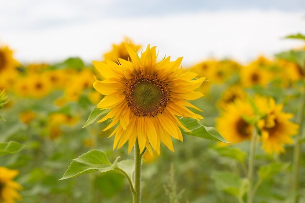 Fiore di girasole su un campo di girasoli sotto un cielo blu primo piano