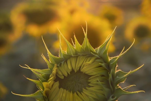 Fiore di girasole vicino