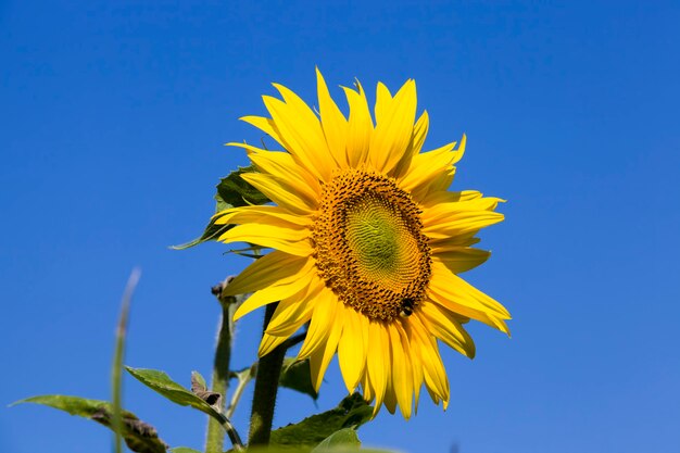 fiore di girasoli sul cielo blu