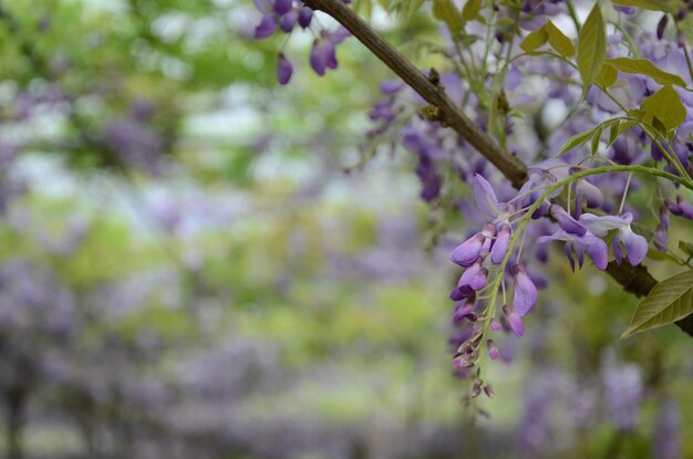 Fiore di glicine nel parco