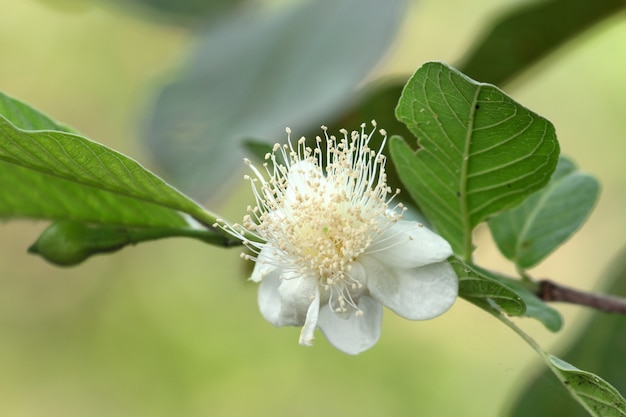 Fiore di guava in natura