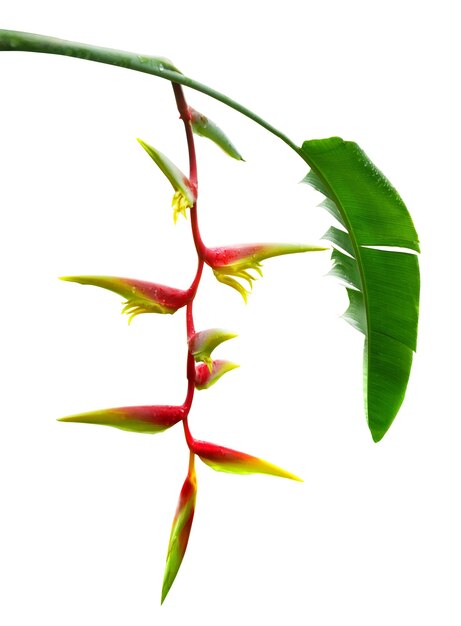 Fiore di Heliconia chartacea Fiori tropicali isolati su sfondo bianco con tracciato di ritaglio