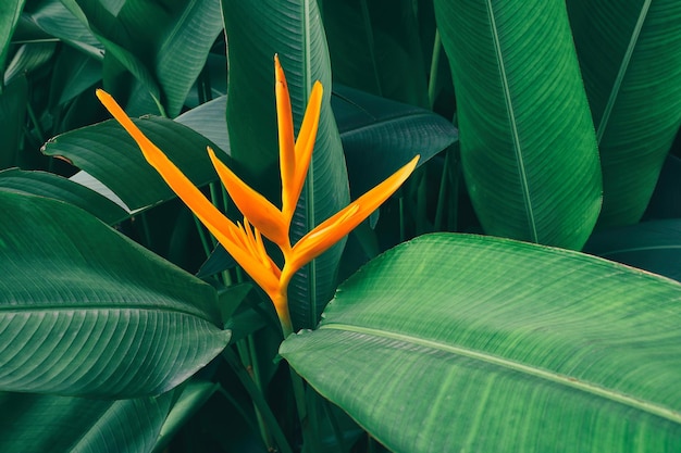 Fiore di Heliconia che fiorisce sul fondo verde della natura