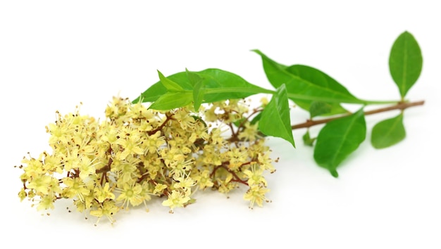 Fiore di henné con foglie su sfondo bianco