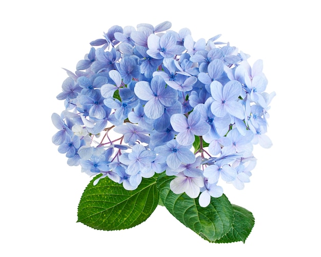 Fiore di hortensia Hortensia macrophylla isolato su sfondo bianco con percorso di taglio