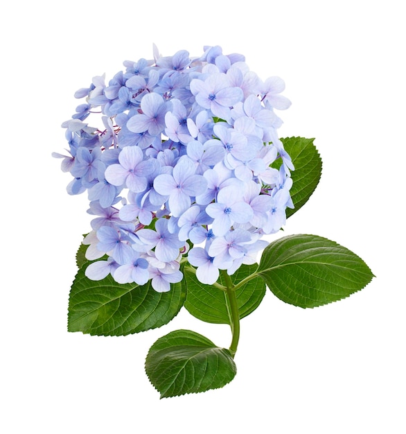 Fiore di hortensia Hortensia macrophylla isolato su sfondo bianco con percorso di taglio