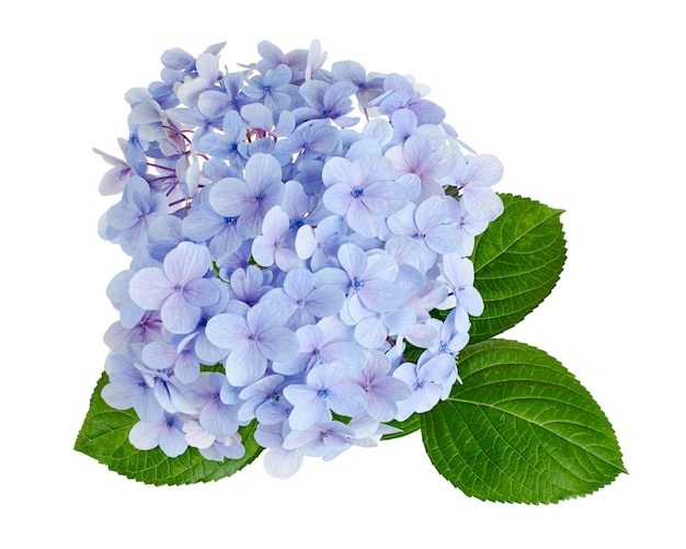 Fiore di hortensia Hortensia macrophylla isolato su sfondo bianco con percorso di taglio