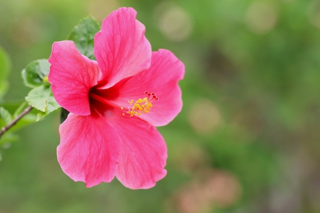 Fiore di ibico rosa isolato su sfondo di vegetazione sfocata