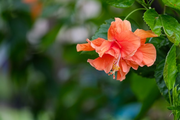 Fiore di ibisco, arancione, doppio fiore nell&#39;albero