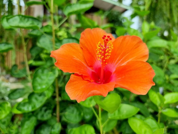 Fiore di ibisco arancione su sfondo sfocato di foglie verdi nel giardino