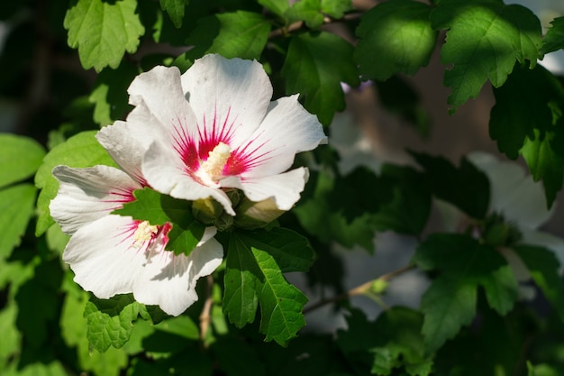 Fiore di ibisco bianco su un cespuglio