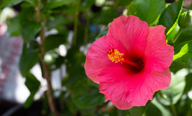 Fiore di ibisco con foglie verdi