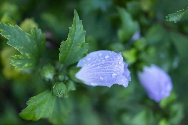 Fiore di ibisco dopo la pioggia