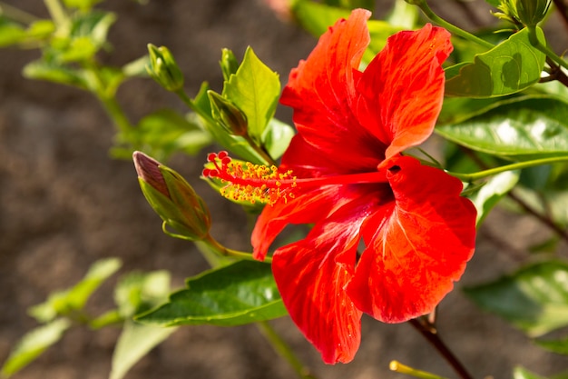 Fiore di ibisco Fiore tropicale rosso brillante su un ramo di Bush nel giardino