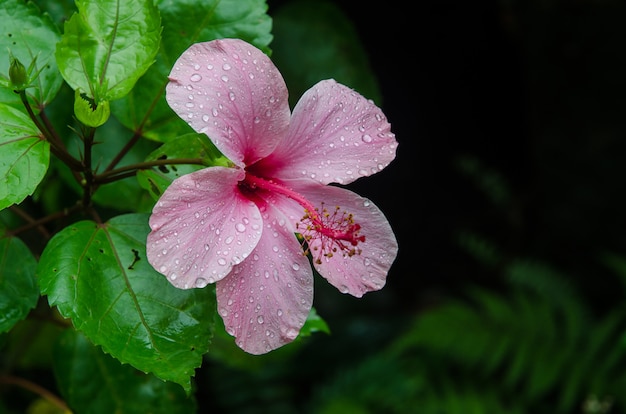 Fiore di ibisco in giardino con gocce d'acqua. Dettaglio dello stame e del pistillo