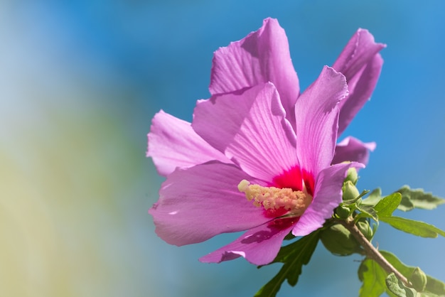 Fiore di ibisco in giardino, messa a fuoco selettiva