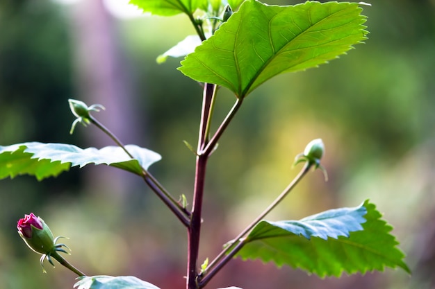 Fiore di ibisco in piena fioritura durante la primavera