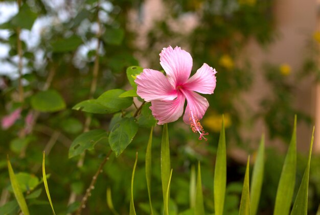 Fiore di ibisco macro rosa su sfondo sfocato foglie verdi