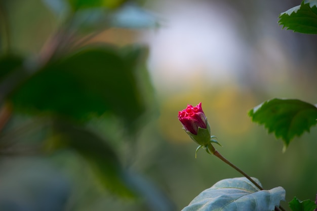 Fiore di ibisco nella famiglia della malva Malvaceae Hibiscus rosasinensis noto come fiore della scarpa