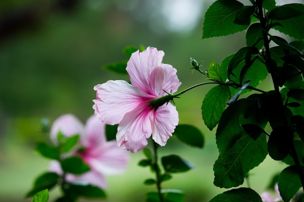 Fiore di ibisco nella famiglia di malva Malvaceae Hibiscus rosasinensis noto fiore di scarpa