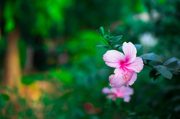 Fiore di ibisco o Malvaceae o rosasinensis noto Scarpa Fiore in piena fioritura durante la primavera