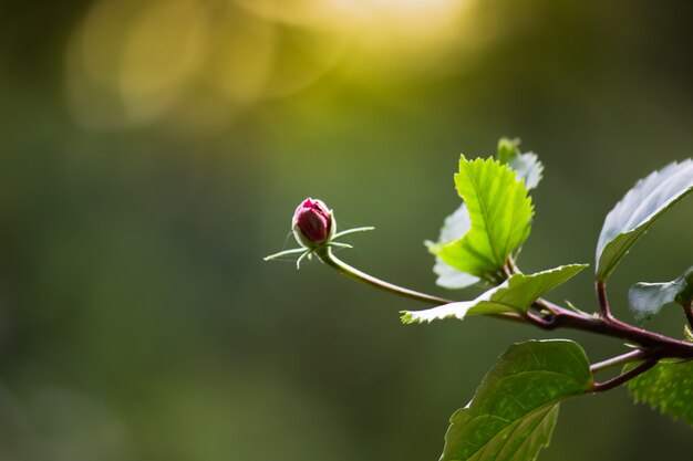 Fiore di ibisco o Malvaceae o rosasinensis noto Shoe Flower in piena fioritura durante la primavera