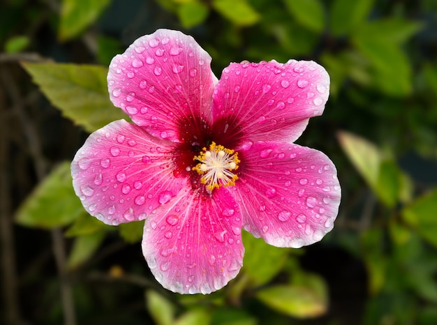 Fiore di ibisco retroilluminato in giardino