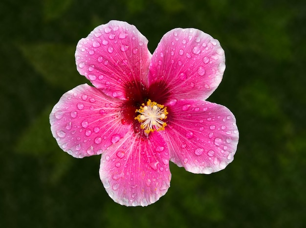 Fiore di ibisco retroilluminato in giardino