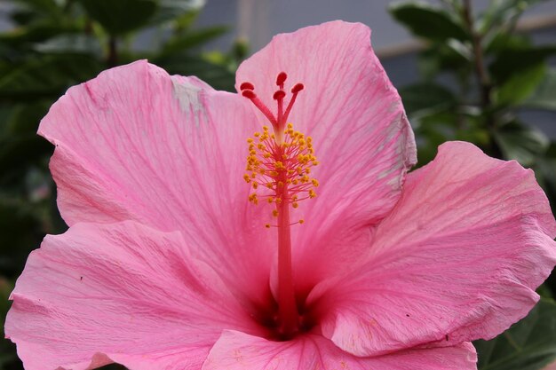 fiore di ibisco rosa in giardino