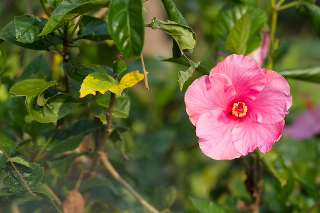 Fiore di ibisco rosa perfetto in ambiente naturale.