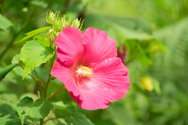 Fiore di ibisco rosa