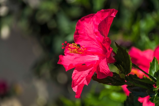 Fiore di ibisco rosso che sboccia a Calahonda