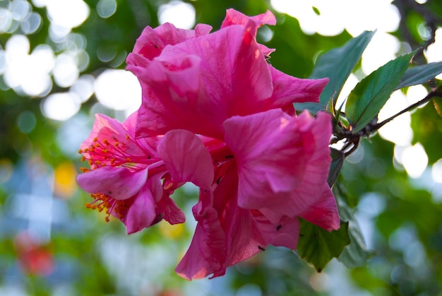 Fiore di ibisco rosso foto premium