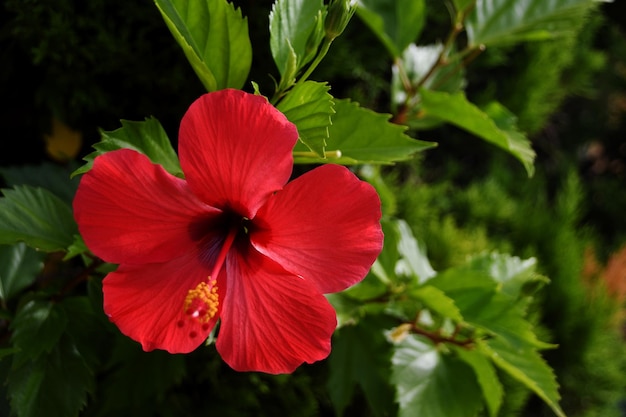 Fiore di ibisco rosso in fiore in estate sullo sfondo di foglie verdi