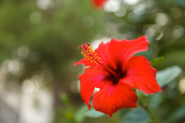 Fiore di ibisco rosso sul giardino tropicale