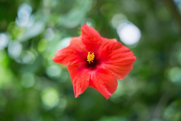 Fiore di ibisco rosso