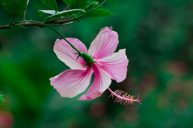 Fiore di ibisco