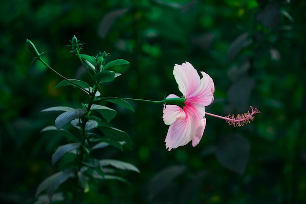 Fiore di ibisco