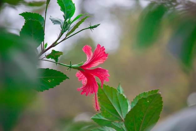 Fiore di ibisco