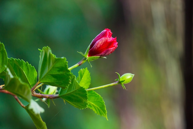 Fiore di ibisco