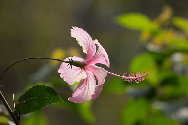 Fiore di ibisco