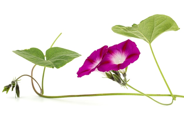 Fiore di ipomoea giapponese gloria di mattina convolvulus isolato su sfondo bianco