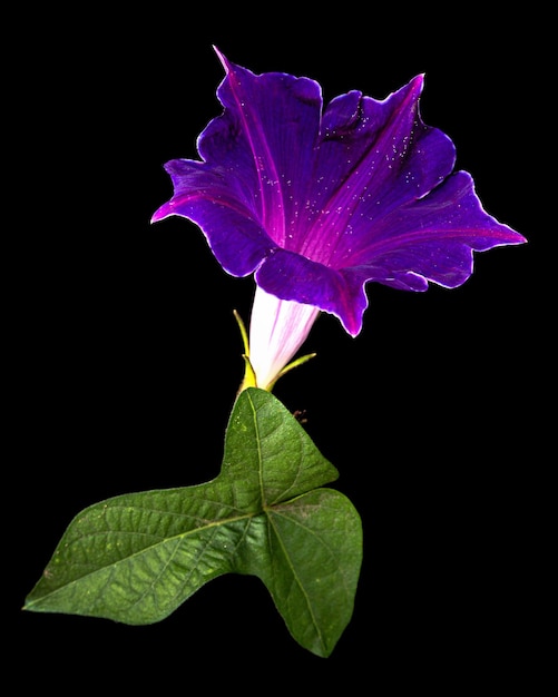 Fiore di ipomoea giapponese gloria di mattina convolvulus isolato su sfondo nero