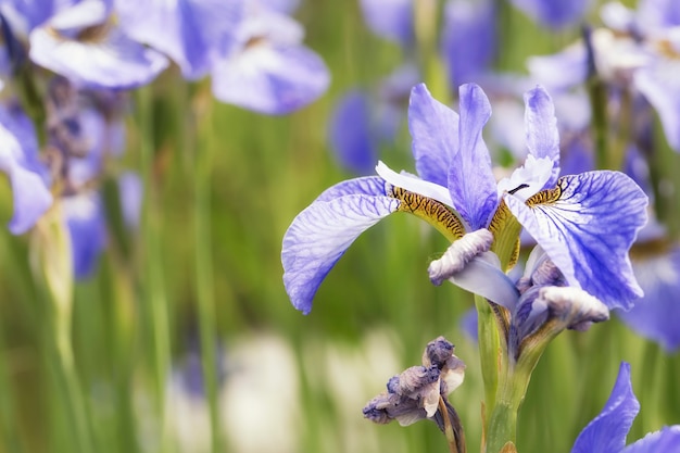 Fiore di iris. Bellissimo fiore di iris nel campo