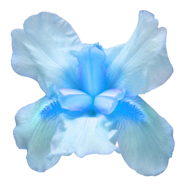 Fiore di iris blu isolato su sfondo bianco Pasqua Estate Primavera Vista dall'alto piatto laici Amore San Valentino Oggetto motivo floreale Concetto di natura
