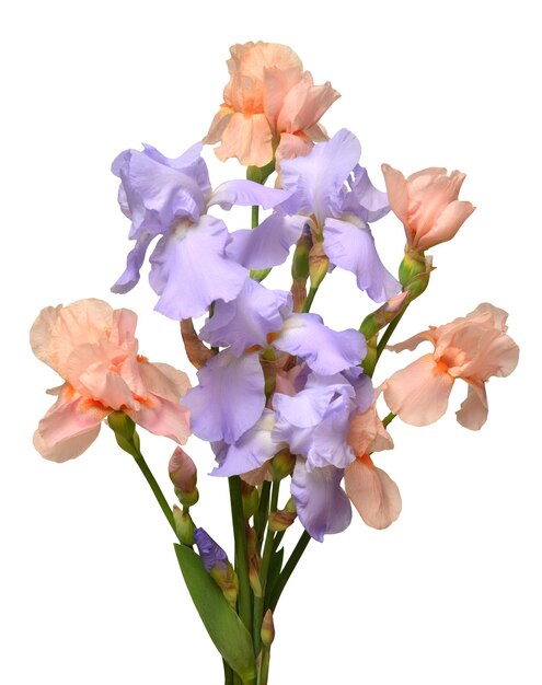 Fiore di iris bouquet multicolore isolato su sfondo bianco Pasqua Estate Primavera Vista dall'alto piatto laici Amore San Valentino