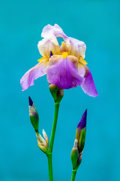 Fiore di iris con petali colorati su sfondo blu